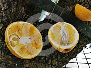 The pieceÃ¢â¬â¹ ofÃ¢â¬â¹ orangeÃ¢â¬â¹ on the Tree